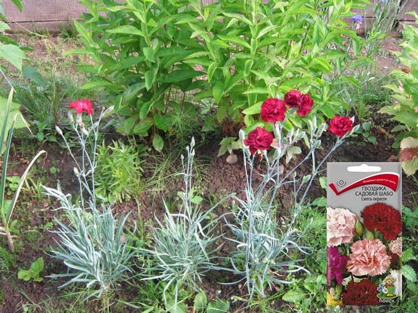 Вирощування гвоздики Шабо з насіння: посів на розсаду, пікіровка, догляд і висадка у відкритий грунт