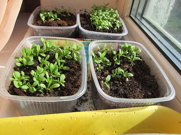 Вирощування гвоздики Шабо з насіння: посів на розсаду, пікіровка, догляд і висадка у відкритий грунт