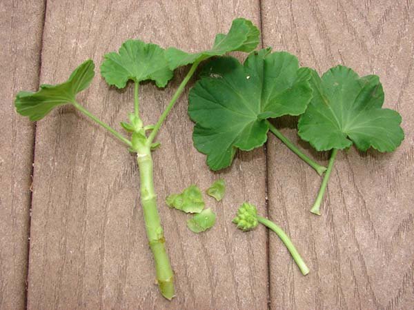 Вирощування пеларгонії (герані) з насіння: коли і як сіяти на розсаду, подальший догляд і висадка в грунт