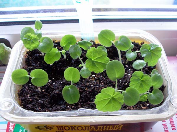 Вирощування пеларгонії (герані) з насіння: коли і як сіяти на розсаду, подальший догляд і висадка в грунт