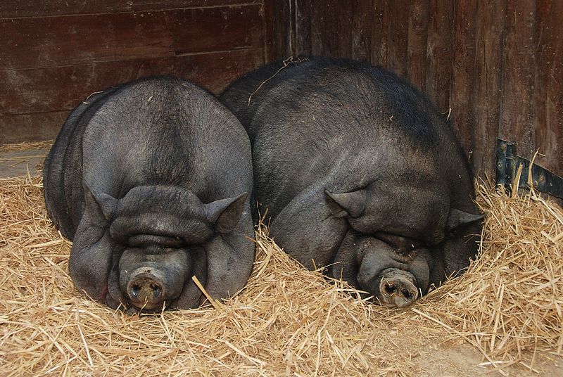 Забій свиней: детальна покрокова інструкція