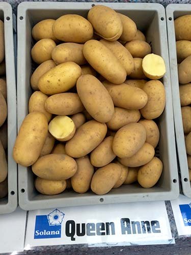 Жовті сорти картоплі (з жовтою мякоттю і шкіркою): описи і фото