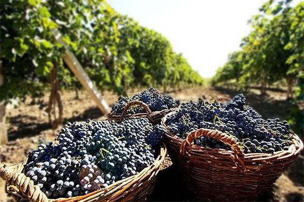 Виноград Молдова: опис сорту, відгуки, фото