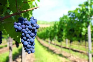 Виноград Амурський: опис сорту, характеристики, відгуки
