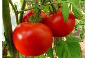 Фітофтора на помідорах: як боротися, препарати, народні