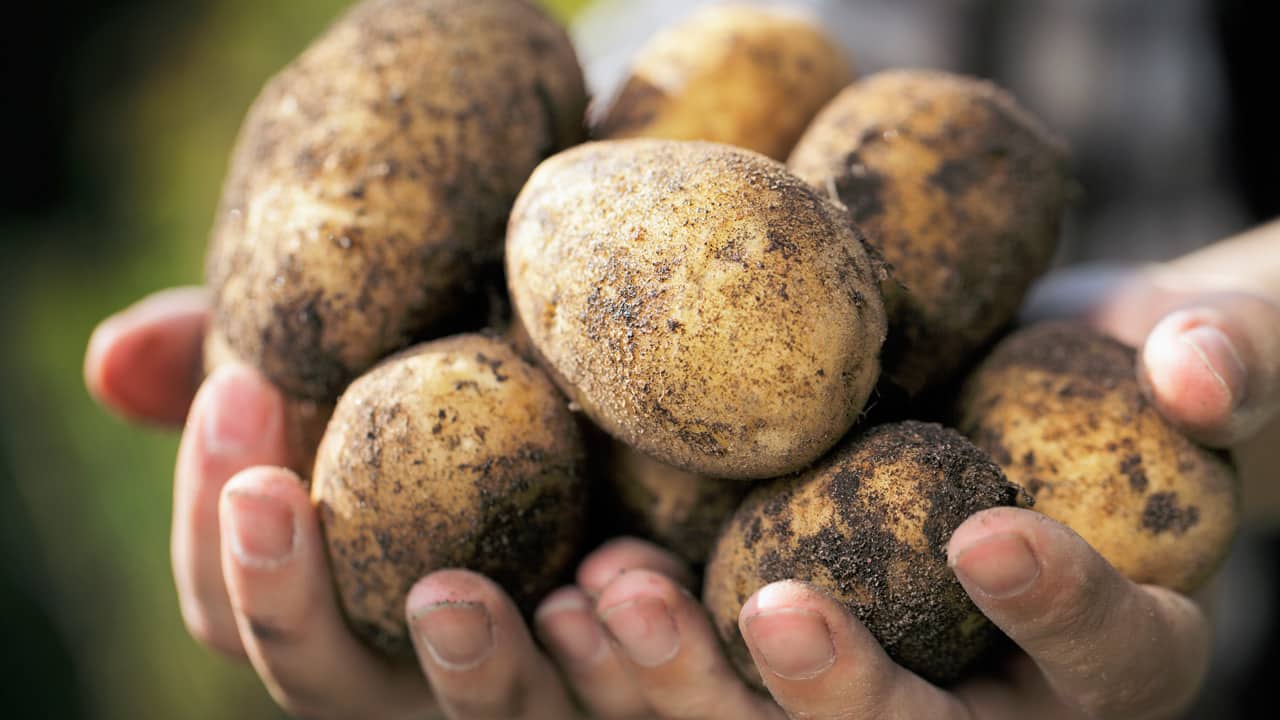 Картопля Синьоока: опис сорту, відгуки, фото