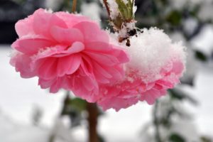 Як укрити троянди на зиму: паркову, плетистую, штамбову