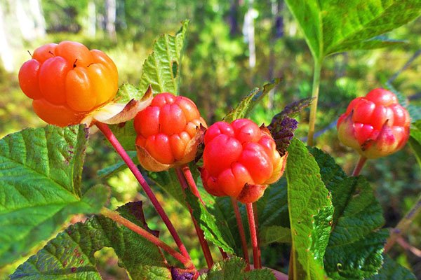 Лікувальні властивості морошки як застосовувати ягоди, листя, відео