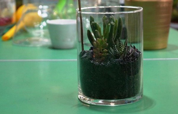 Флораріум своїми руками вибір грунту, рослин, декорація, відео