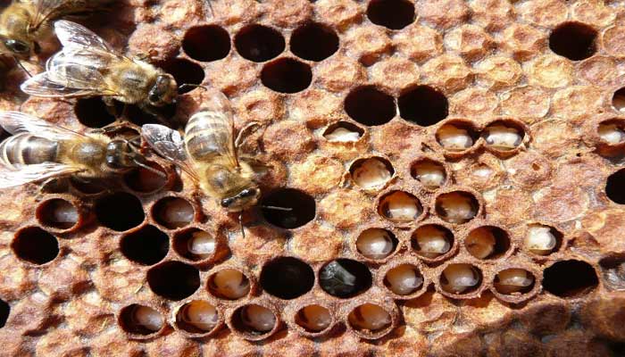 Розплід бджіл: мешотчатый, друкарський, відкритий, горбатий, закритий