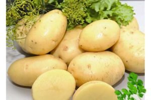 Картопля Імпала: опис сорти, вирощування, відгуки
