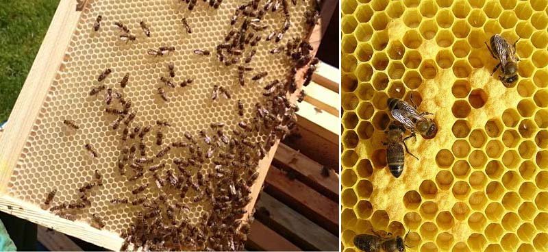 Вощина для бджіл: що це, як зробити вощину своїми руками
