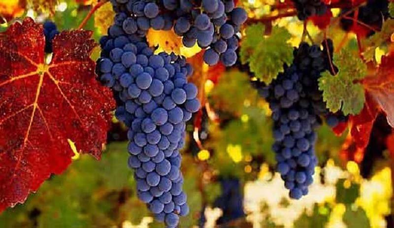 Виноград Амурський: опис сорту, характеристики, відгуки