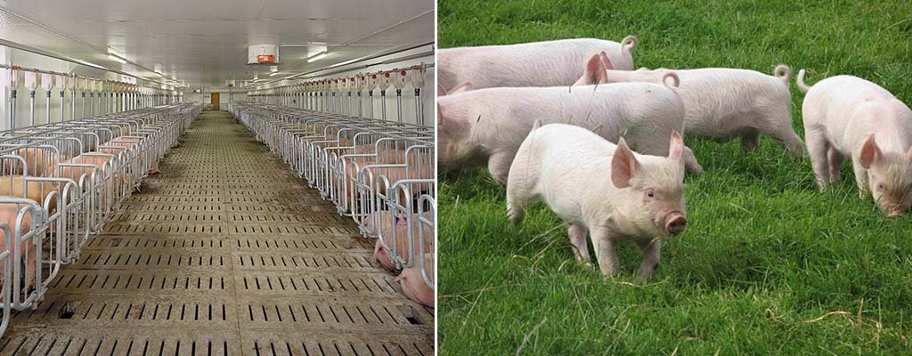 Розведення свиней в домашніх умовах, бізнес план