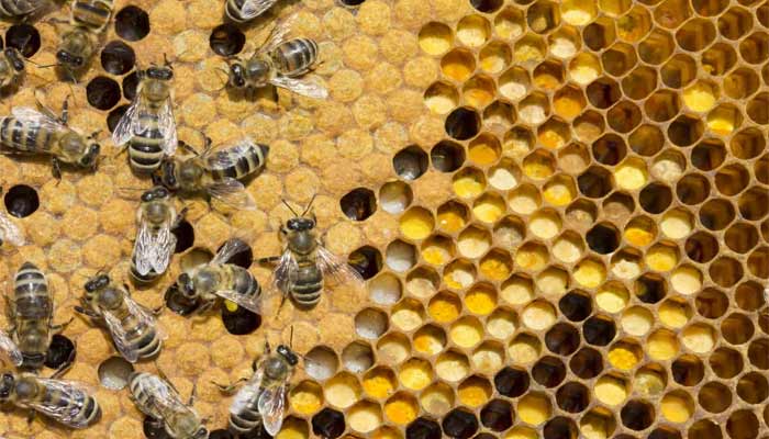 Розплід бджіл: мешотчатый, друкарський, відкритий, горбатий, закритий
