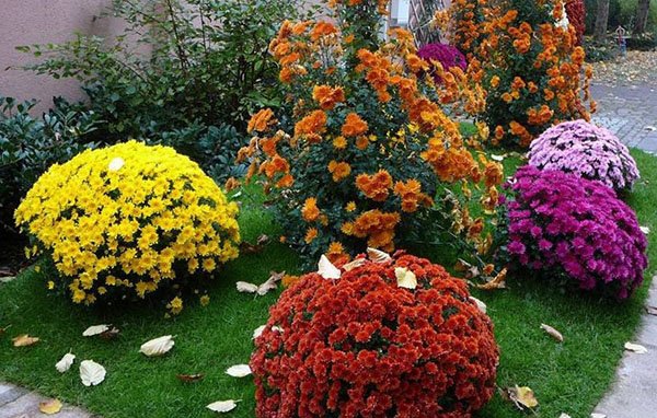 Осінні багаторічні квіти для клумби фото та назви, відео