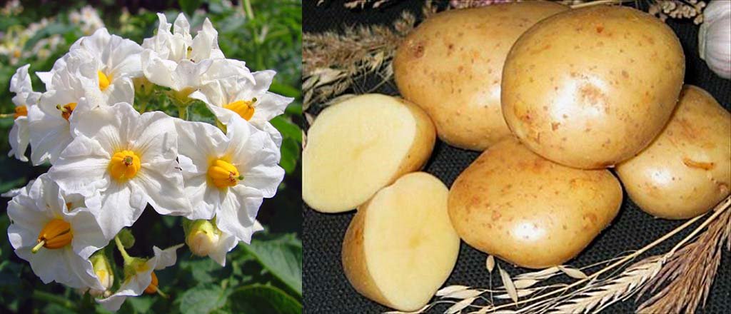 Опис сортів картоплі: відгуки, характеристики і фото