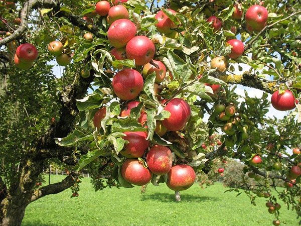 Сорт яблуні Насолода опис сорту, посадка й догляд, обрізання, відео