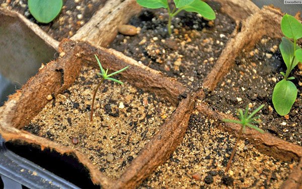 Вирощування ялиці в горщику як посадити насіння, догляд, відео