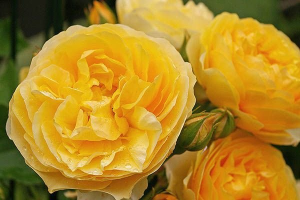 Троянди Девіда Остіна: опис, кращі сорти, відгуки