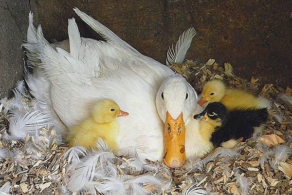 Скільки днів качка сидить на яйцях до появи каченят