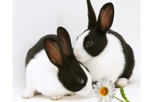 Вушний кліщ у кроликів: ознаки, лікування в домашніх умовах