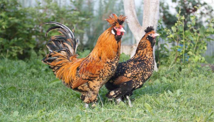 Павловські кури: опис породи, фото, відгуки