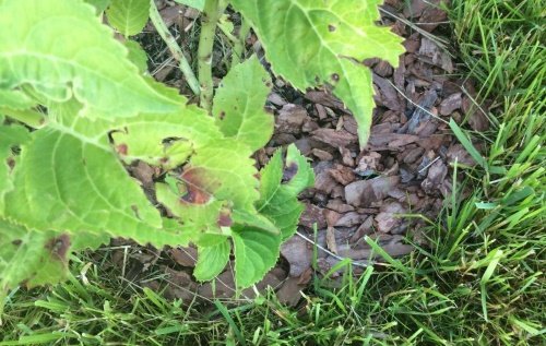 Чому сохнуть листя гортензії і що з цим робити, відео