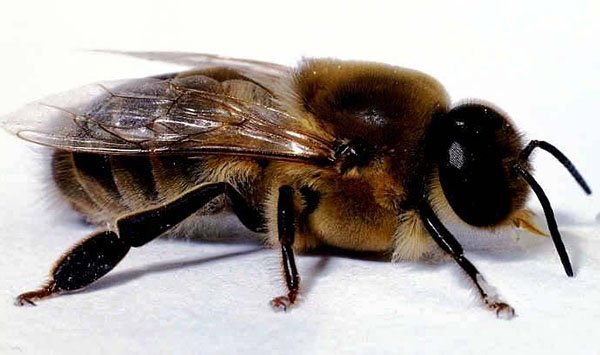 Трутні у бджолиній сімї навіщо потрібні, коли зявляються, відео