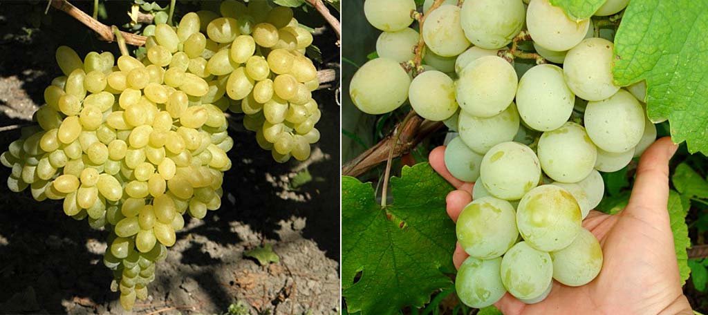 Виноград без кісточок: найкращі сорти з описом і фото