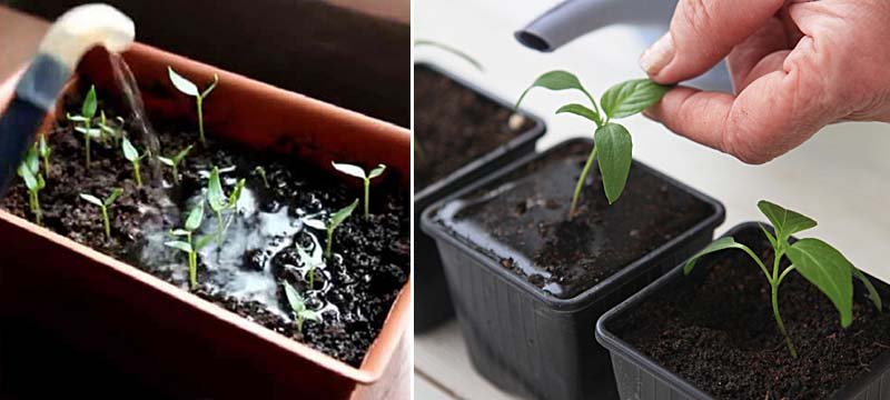 Як виростити розсаду перцю в домашніх умовах