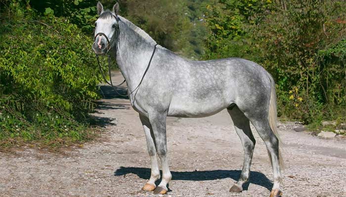 Терська порода коней: характеристики, фото, зміст