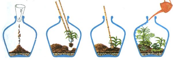 Флораріум своїми руками вибір грунту, рослин, декорація, відео