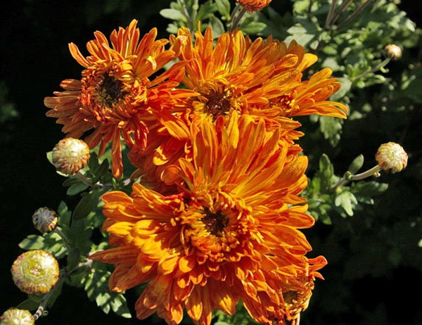 Осінні багаторічні квіти для клумби фото та назви, відео
