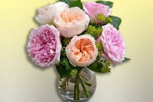 Троянди Девіда Остіна: опис, кращі сорти, відгуки