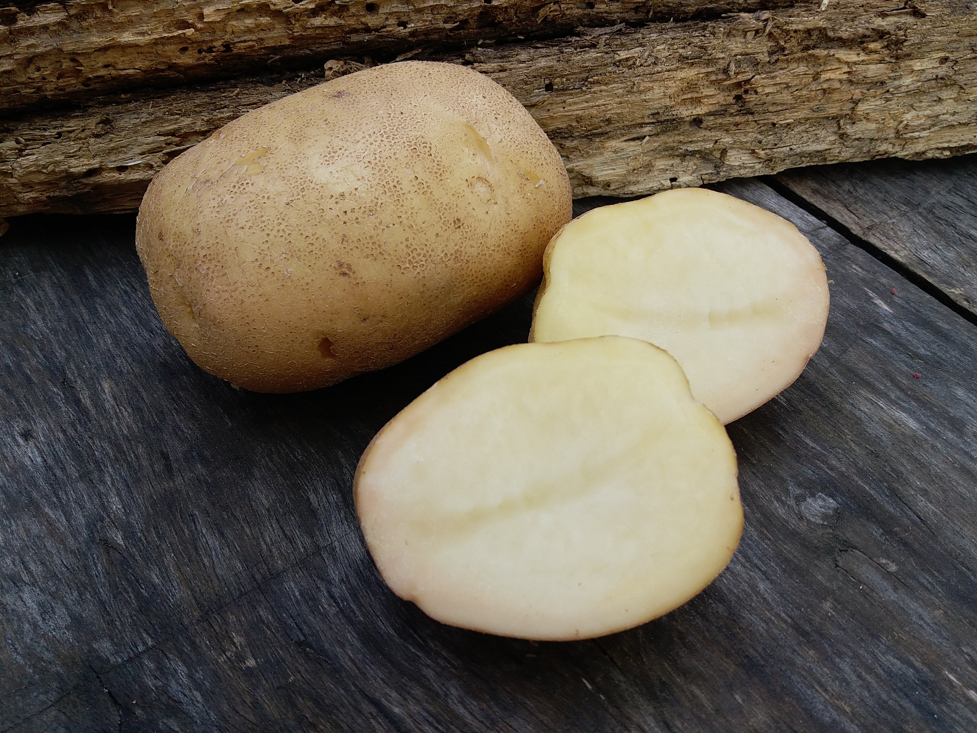 Картопля Синьоока: опис сорту, відгуки, фото