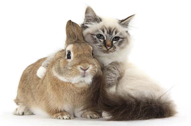 Вушний кліщ у кроликів: ознаки, лікування в домашніх умовах