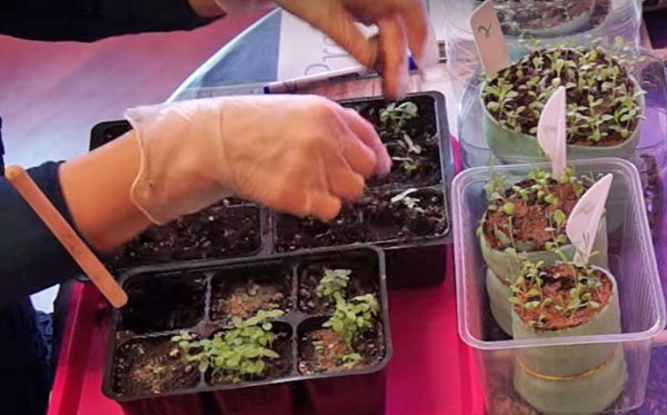 Вирощування піретруму з насіння посадка й догляд, відео