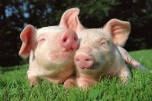 Розведення свиней в домашніх умовах, бізнес план