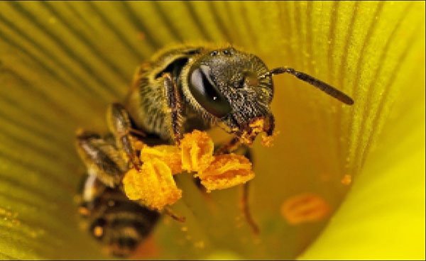 Все про бджолиному пилку корисні властивості і застосування, відео