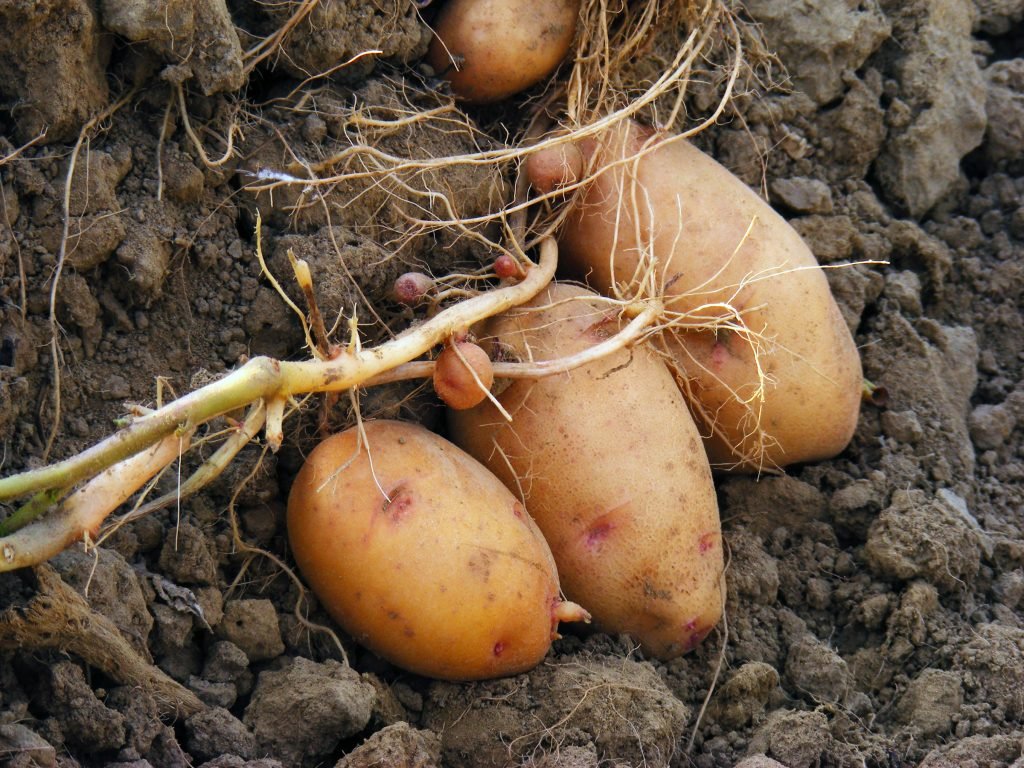Картопля Личак: опис сорту, відгуки, фото