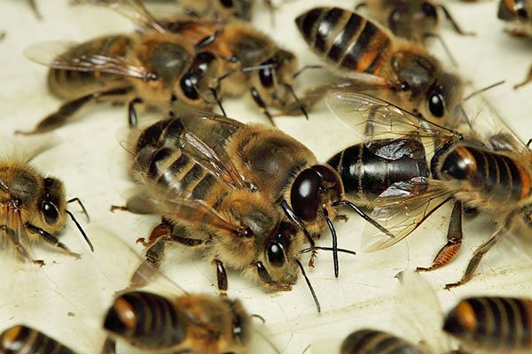 Трутні у бджолиній сімї навіщо потрібні, коли зявляються, відео