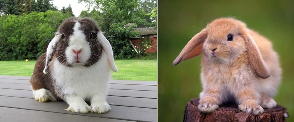 Кролик Висловухий баран: породи, догляд, відгуки