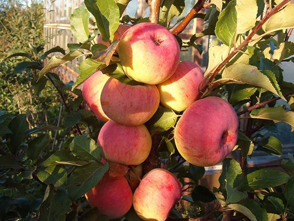 Сорт яблуні Насолода опис сорту, посадка й догляд, обрізання, відео