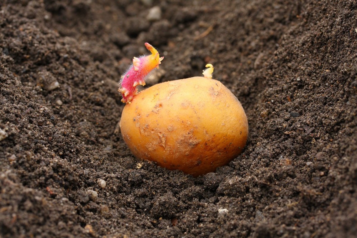 Картопля Личак: опис сорту, відгуки, фото