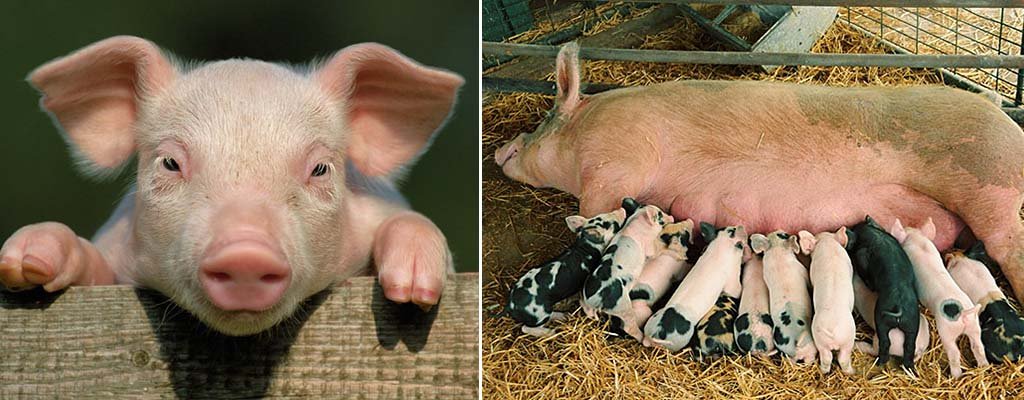 Продолжительность жизни свинки. Поросята с домашней фермы. Свиньи в домашних условиях. Продолжительность жизни свиней.