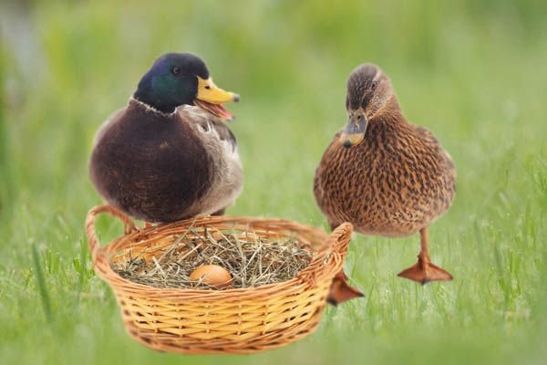 Скільки днів качка сидить на яйцях до появи каченят