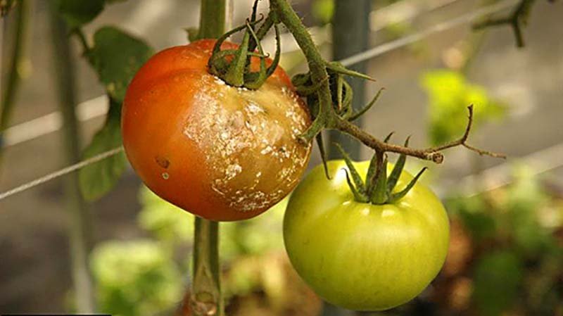 Фітофтора на помідорах: як боротися, препарати, народні