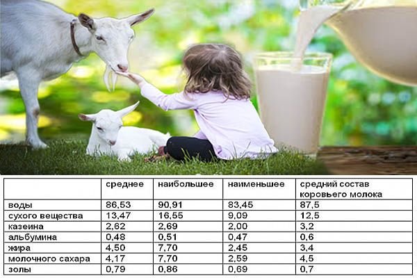 Козяче молоко: користь і шкода, що корисно для людини