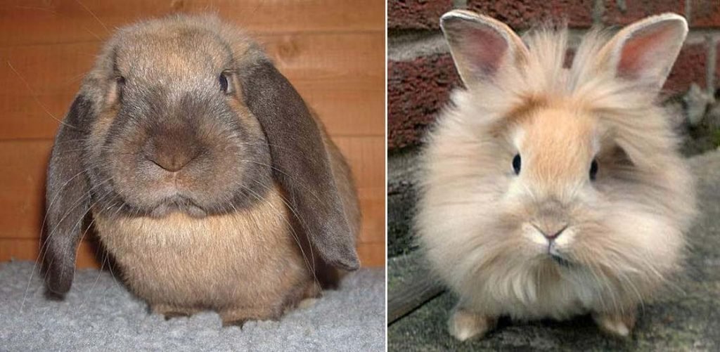 Кролик Висловухий баран: породи, догляд, відгуки